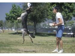 Dog training lesson in Bucharest