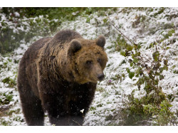 Bear Watching – Family Short Break in Brasov / Bran