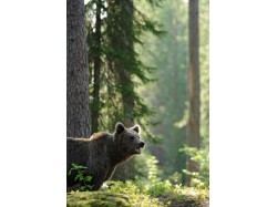 Bear Watching – Venture on bears’ trails 